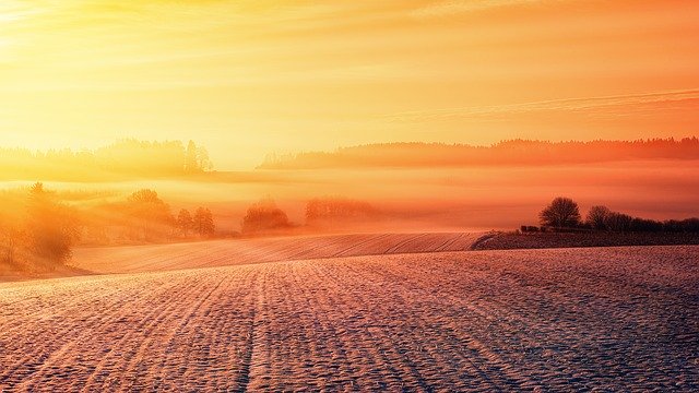 Idealne i bardzo dobre herbicydy chroniące kukurydzę